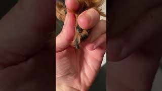 D3-clipping black nails -after