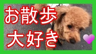 【トイプードル散歩】トイプードル、お散歩の時間です。幸せなひととき♪　【Toy poodle walk】 Toy poodle is time for a walk. Happy time ♪