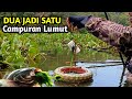 RESPON IKAN SANGAT CEPAT || UMPAN JITU UNTUK MANCING IKAN NILA || Campuran Lumut