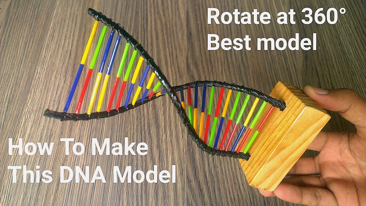 How To Make DNA Model Very Easy At Home | 3d Rotate DNA Model Ideas For ...