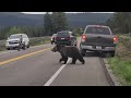 grizzly in grand teton national park crossed in front of our jeep