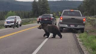 Grizzly in Grand Teton National Park crossed in front of our Jeep