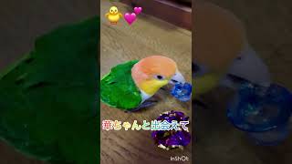 シロハラインコ華ちゃん🐥（ひとり遊び㊗️👨‍💼🤗）