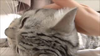 猫の全身もみほぐしマッサージにチャレンジしてみた！  How To Give A Full Body Cat Massage