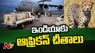 నమీబియా నుంచి మధ్యప్రదేశ్ చేరిన 12 చీతాలు |  12 Cheetahs From South Africa Arrive In MP | Ntv