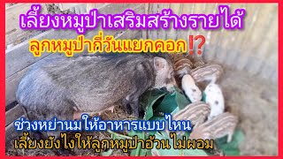 ลูกหมูป่ากี่วันแยกคอกขุน⁉️อาหารแบบไหนที่ต้องเตียมให้ลูกหมูช่วงหย่านมใหม่⁉️ต้องดูแลแบบไหน‼️