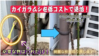 バラに付くカイガラムシを低コストで防除する方法を解説します【バラの育て方】