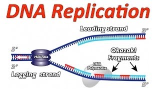 DNA Replication Rap