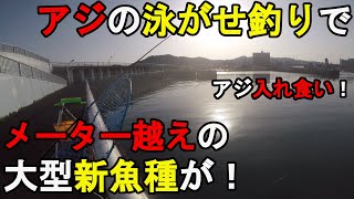 【太平洋】泳がせ釣りでメーター越えの怪物新魚種が！初春の3月下旬、関東地方の太平洋に面している釣り場の常夜灯の下で釣りしていたら、夕まずめにアジが入れ食いになり泳がせ釣りで…！【2022.03.25】