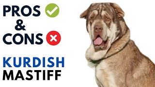 Kurdish Mastiff  Pros and Cons | Pishdar Dog Advantages and Disadvantages