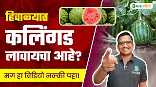 हिवाळी कलिंगड लागवड संपूर्ण माहिती | kalingad lagwad mahiti marathi | watermelon farming marathi 😍✅