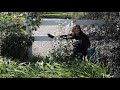 Planting a Rose of Sharon that Gets SUPER Tall! 🌿 // Garden Answer