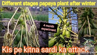 Winter vs papaya part1 | sardi mai papita ke plants | Papita ki kheti | Successful hopes | Papaya gr