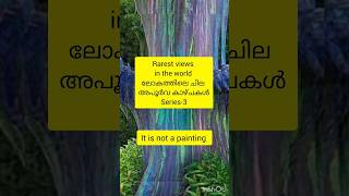 ലോകത്തിലെ ചില അപൂര്‍വ കാഴ്ചകൾ -3|rarest views in the wolrd|rainbow eucalyptus |shorts|youtubeshorts