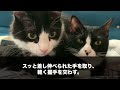 【感動する話】上司に4歳年下の嫁を奪われ左遷された俺。2年後、本社に戻ると何も知らない元嫁が「低収入の男がなんで戻ってきたのw」直後、黒髪ロング美女が俺の手を取り「社長、お時間ですよ♡」【泣ける話】