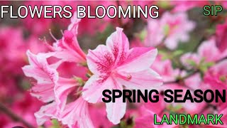 Flowers blooming in spring season#flowers #indianflowers #indianfarmars #farmerssuccess #farmingidea