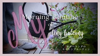 【極狭小ベランダ】暑い日々の癒やしの時間　 #ベランダガーデニング #モーニングルーティン #tinybalcony#balconygarden  #morningroutine