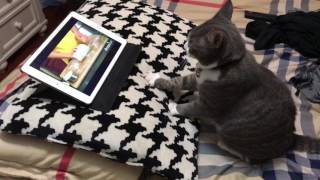 Cat learning how to knead the dough.