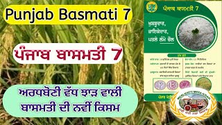 Punjab Basmati 7 (ਪੰਜਾ਼ਬ ਬਾਸਮਤੀ 7 ) Shergill Markhai