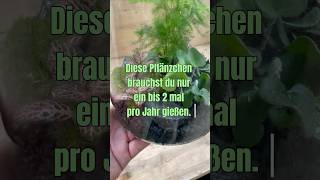 Pflegeleichte Pflänzchen #pflanzen #flaschengarten #fittonia #mossarium #zimmerpflanzen