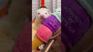 フェレットのあくびが可愛い#shorts #ferret #cuteanimals