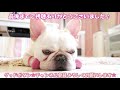 腕枕が大好き過ぎる犬【フレンチブルドッグ】