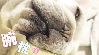 腕枕が大好き過ぎる犬【フレンチブルドッグ】