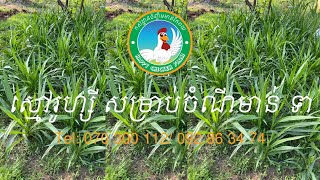 របៀបរៀបចំដីដាំស្មៅរូហ្សី