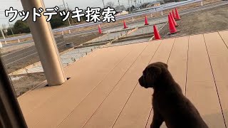 ウッドデッキ探索犬ポテト【ラブラドールレトリバー／子犬／生後２カ月】