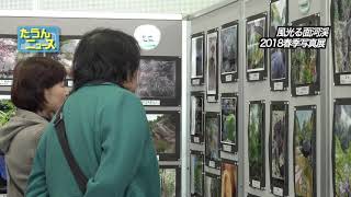 4K　たうんニュース2019年2月「面河渓フォトコンテスト2018春季全応募作品展示会」