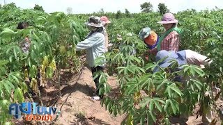 เกษตรสร้างชาติ : ระบบน้ำหยด มันสำปะหลังแปลงใหญ่ เพิ่มผลผลิต 5 เท่า