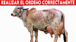 🔴 Todo Lo Que Necesitas Saber Sobre Cómo Ordeñar Vacas Lecheras ✅ Ganado Bovino