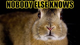 12 Secrets Your Rabbit Knows About You!