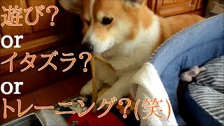 いたずらコーギー Prank♪♪♪ Welsh Corgi spthx