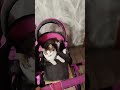 Cat chooses stroller