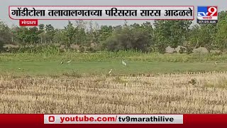 Bhandara Breaking | भंडारा जिल्ह्यात 4 सारस पक्षी आढळले