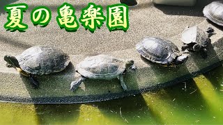 夏の亀楽園 クサガメ ミシシッピアカミミガメ ミドリガメ 甲羅干し 日光浴 亀 かわいい Reeves and slider turtles.