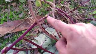 Tainung 64 Sweet Potato Yield After One Year Of Growing 11-30-22