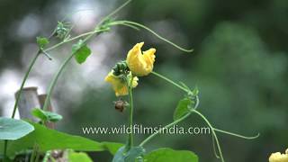 Ridge gourd, turai or tori - favourite Indian vegetable