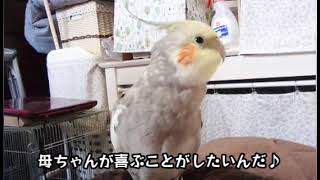 オカメインコ達の母ちゃん、風邪でダウン。。よもぎの応援歌は元気をもらうよ！