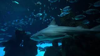 Mundo marino en el acuario