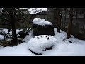 4k 大雪 ふくらスズメ 寒さこらえて集まる 2022.01.15