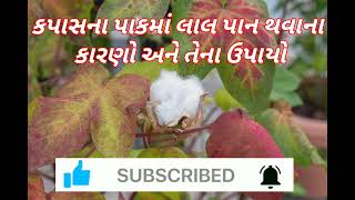 કપાસના પાકમાં લાલ પાન થવાના કારણો અને તેના નિવારણના ઉપાયો