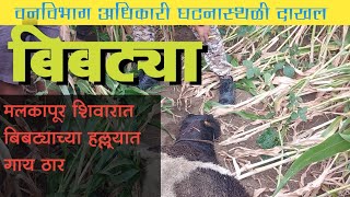 बिबट्या || मलकापूर शिवारात बिबट्याचा गायीवर हल्ला ||