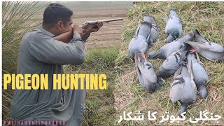 Pigeon Hunting| Jangli Kabootar| Amazing Shoots| Flying Shoots| Mitha Hunting Squad #pigeonhunting