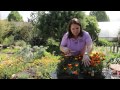 how to prune marigolds grow guru