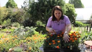 How to Prune Marigolds : Grow Guru