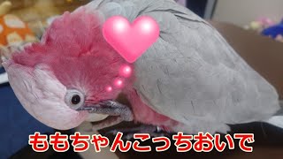 ももちゃんこっちおいで！　ヨウムのるいちゃん