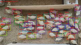 Chicken Counting: Counting, Detection and Re-Identification for Multiple Object Tracking
