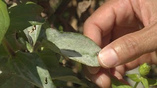 Powdery Mildew on Zinnias – This Week in the Garden